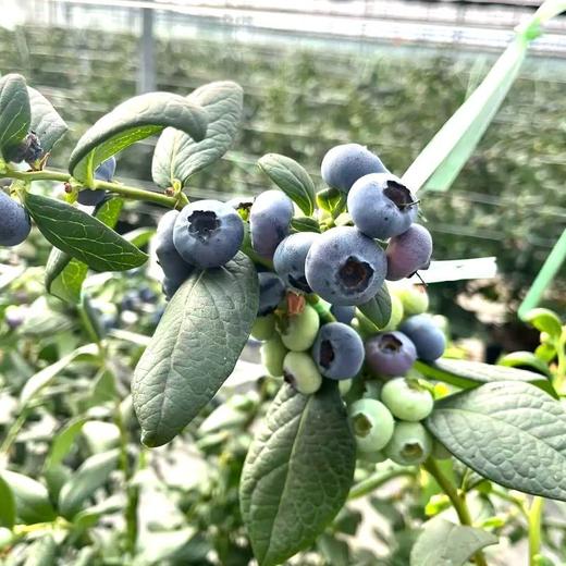 云南“育溪”L25花香蓝莓 马年特供礼盒装 1kg  精选新鲜水果顺丰特快包邮当季优质直发 商品图7