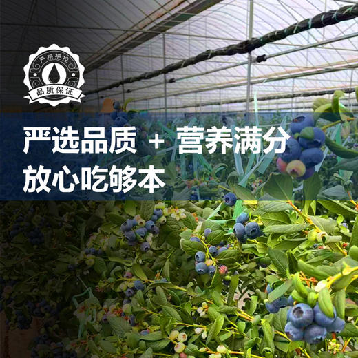 云南“育溪”L25花香蓝莓 马年特供礼盒装 1kg  精选新鲜水果顺丰特快包邮当季优质直发 商品图4