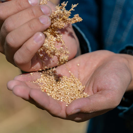 极客优质藜麦丨A级白藜麦/B级三色藜麦，无麸质全营养谷物，健康代餐常备，青海3100米海拔种植，颗粒饱满 ，去皂苷，免洗免泡。500g/袋⭐️顺丰快递 商品图7