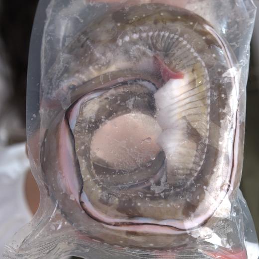 野生七星鳗鱼丨渤海湾捕捞，纯野生鳗鱼，富含蛋白质和优质脂肪，肉质紧实，味道鲜美，2条/4条⭐️顺丰快递 商品图6