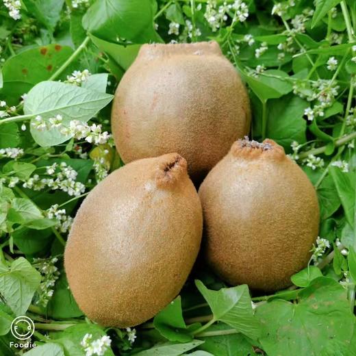 天赋高原有机猕猴桃  “猕”足珍贵，海拔给的底气 不打药不套袋 吃的就是自然 商品图4