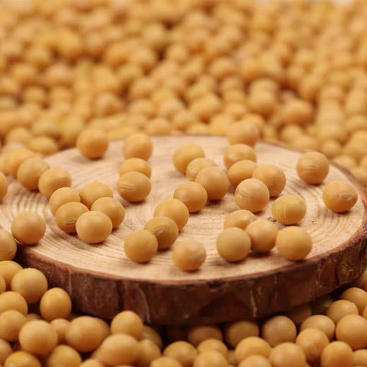 【杂粮精选】五谷滋养之有机黄豆 中国杂粮之都 山西忻州基地种植 有机认证 非转基因 山地种植 实现健康养生大自由 商品图2