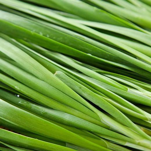 那云那南有机韭菜 250g/份 商品图2