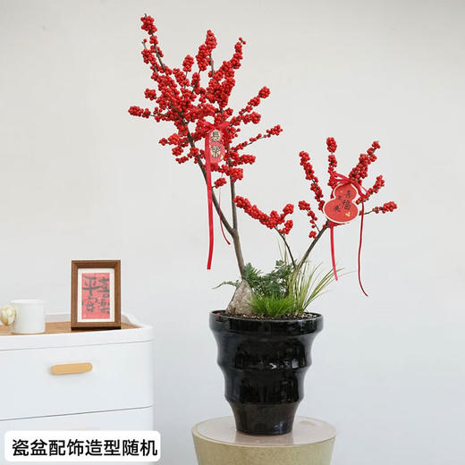 北美冬青盆栽办公室内新年装饰客厅植物开业乔迁送礼 商品图4