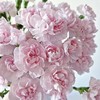 多头康乃馨 | 雷吉娜女王 商品缩略图0
