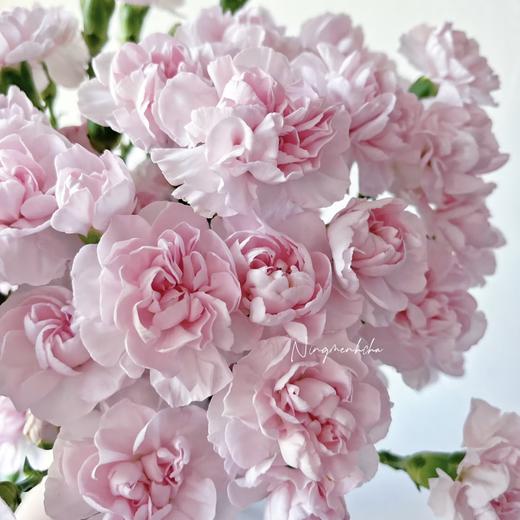 多头康乃馨 | 雷吉娜女王 商品图0