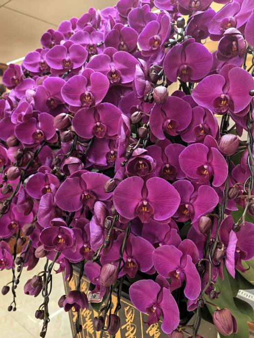 大气上档次蝴蝶兰盆栽中国红紫气东来30支 商品图5