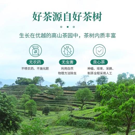 【优质广货】象窝有机甘醇绿茶 商品图3