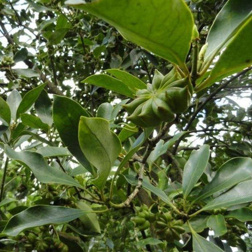 特级香料组合| 山东烟台发货，草果/八角/肉桂皮/花椒，香味浓郁，安全干净，炖肉使用，家庭常必备⭐️顺丰/京东随机发 商品图12