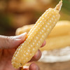拇指玉米丨低产量的老品种玉米，泉水蒸煮，嫩、糯、甜，真空包装，一次一根刚刚好！⭐️韵达/中通/申通随机 商品缩略图1