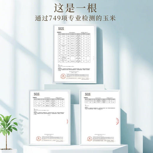 田里有草黄糯玉米袋装1.72kg 商品图3