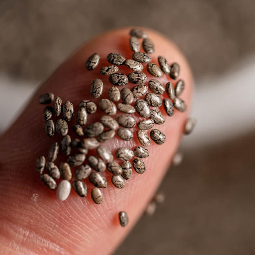 奇亚籽丨原产地：墨西哥，增加饱腹感，颗粒饱满，送搅拌勺。420g/罐⭐️顺丰快递 商品图3