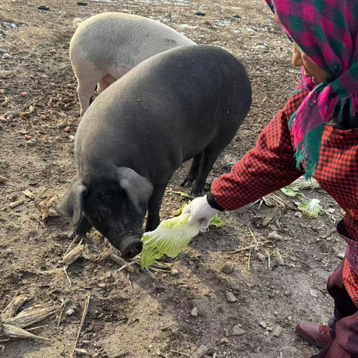 【排单发货】黑猪肉 | 粮食喂养十二个月的黑猪，肥而不腻，有排骨，五花肉，瘦肉，大骨头，猪蹄，猪肘可选，⭐️顺丰快递 商品图12