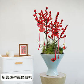 北美冬青盆栽办公室内新年装饰客厅植物开业乔迁送礼