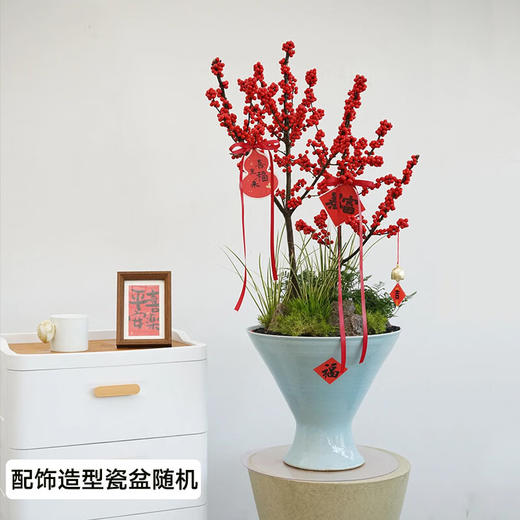 北美冬青盆栽办公室内新年装饰客厅植物开业乔迁送礼 商品图0