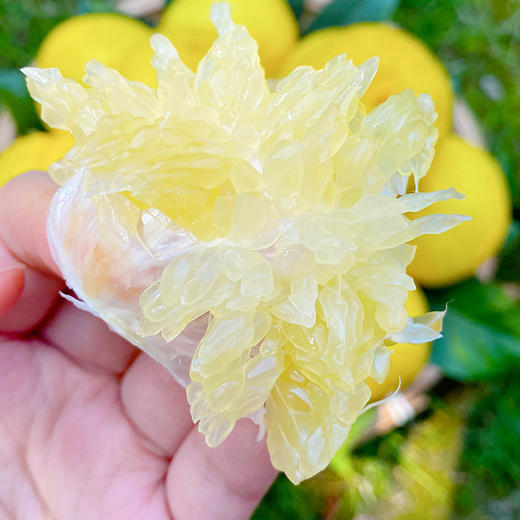 黄金贡柚丑丑的外表甜甜的”内心“果型扁圆色泽金黄 柚香浓郁清香甘甜口感独特送礼馈赠佳品 商品图5