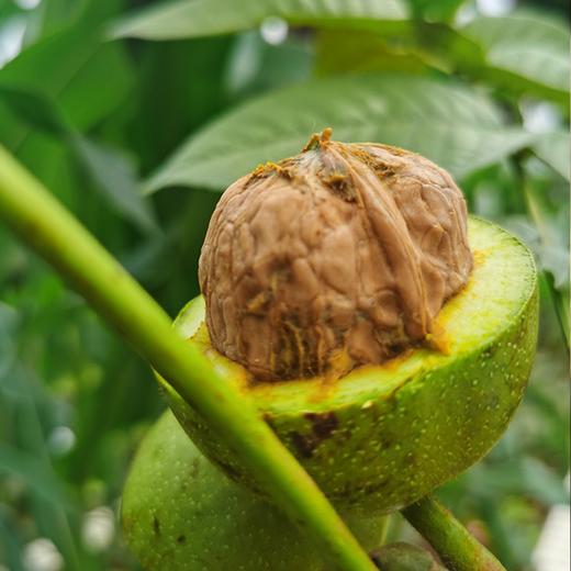 有机核桃丨云南古树结果，无人工干预，皮薄肉厚，香而不涩，果仁清脆，3斤/箱，⭐️中通/韵达快递 商品图4