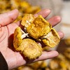 榛蘑/黄蘑/红松伞丨东北长白山原始林区，纯野生自然生长，肉质肥厚紧实，自然晾晒，自带浓郁菌香，250克/袋⭐️中通/申通/韵达 商品缩略图4