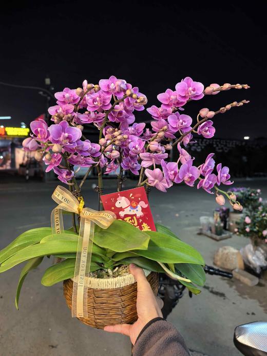 精品蝴蝶兰盆栽粉佳人6支 商品图0