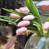 郁金香.香奈儿（带香味粉色） 商品缩略图0