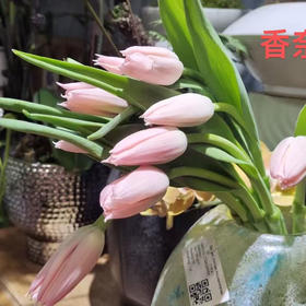 郁金香.香奈儿（带香味粉色）