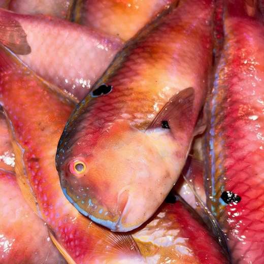 【野生红桃K莺歌鱼】够大，肉嫩鳞香，纯野生的海鱼，每盒约2―3条，杀前约500克！ 商品图1