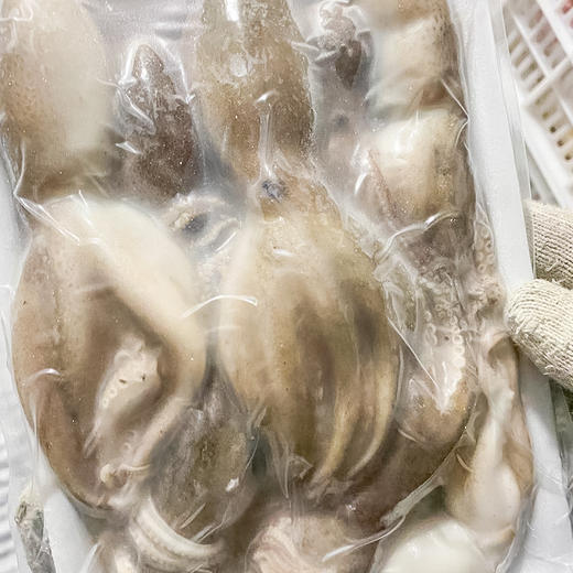 【任选4份包邮】小八爪鱼丨渤海湾野生 不泡任何东西⭐️顺丰快递 商品图11