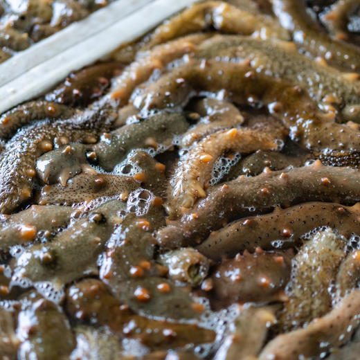 极客海参品鉴装（即食鲜参/干海参）丨鲜食高压海参，肉厚劲道自带鲜味丨独立包装，开袋即食，详情页里有我们对海参的认知，请一定阅读完。⭐️顺丰快递 商品图3