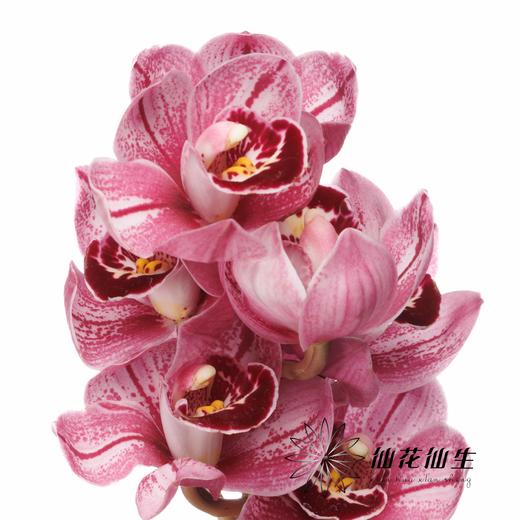 大花蕙兰 | 草莓熊 商品图3