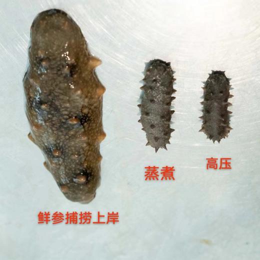极客海参品鉴装（即食鲜参/干海参）丨鲜食高压海参，肉厚劲道自带鲜味丨独立包装，开袋即食，详情页里有我们对海参的认知，请一定阅读完。⭐️顺丰快递 商品图9