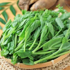 有机豌豆尖 200g/份