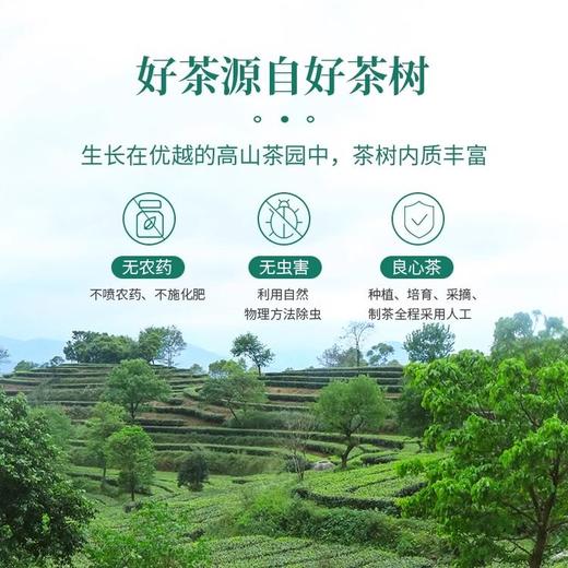 【优质广货】象窝有机清香红茶 商品图4