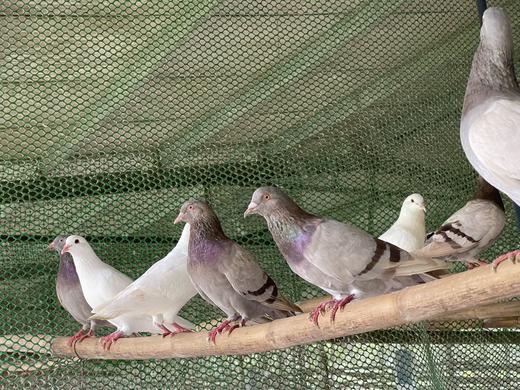散养飞鸽| 五谷杂粮、原粮喂养 ，杜绝饲料/激素，每天放飞、回笼、全程散养放飞期间超2000个小时，肉质不腥。2只装/箱⭐️顺丰快递 商品图4