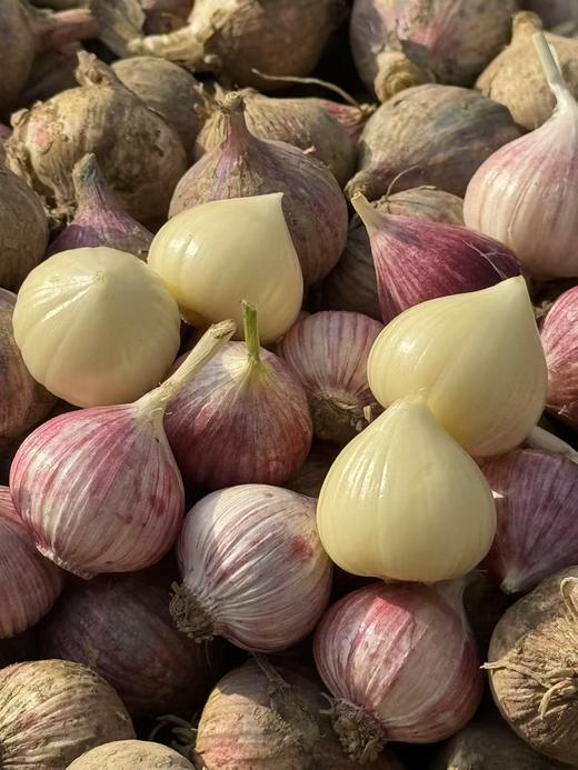 独头蒜（今年鲜蒜）丨高海拔的核心产区，蒜香浓郁，肉质细嫩，蒜泥黏稠，新鲜蒜，介意慎拍！⭐️圆通快递 商品图3