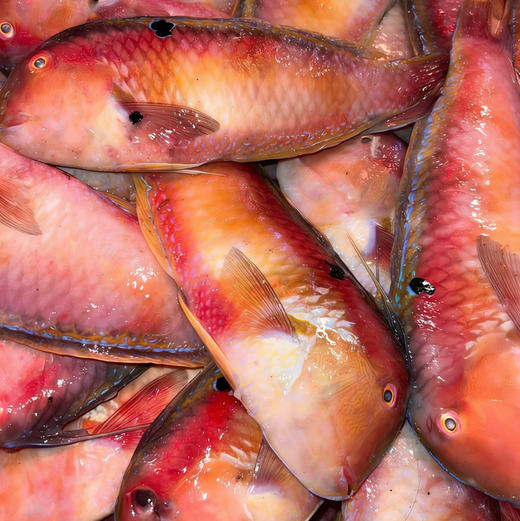 【野生红桃K莺歌鱼】够大，肉嫩鳞香，纯野生的海鱼，每盒约2―3条，杀前约500克！ 商品图0