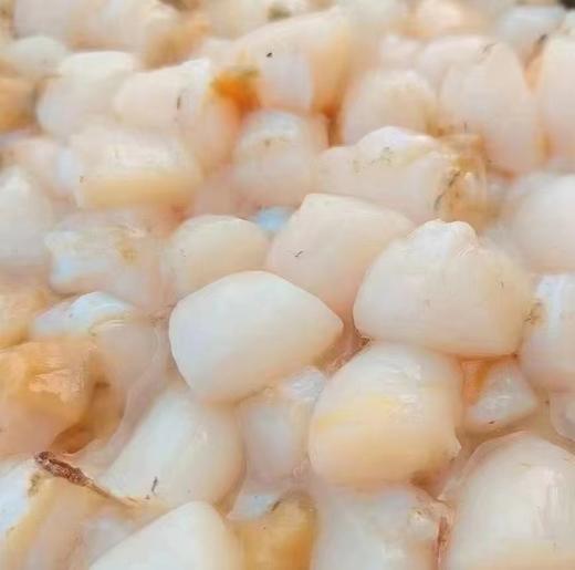 鲜冻瑶柱 / 虾仁丨不加一滴水单冻，无添加剂，紧实弹嫩，入口鲜甜味足。⭐️顺丰快递 商品图3