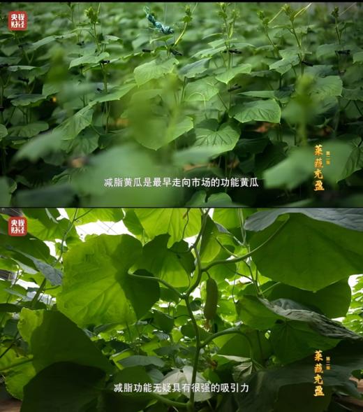 海阳乳黄瓜 （脆玉3号减脂黄瓜）火爆的低GI（低升糖）好食材 商品图3