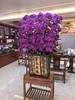 大气上档次蝴蝶兰盆栽中国红紫气东来30支 商品缩略图3