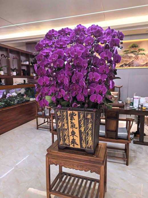 大气上档次蝴蝶兰盆栽中国红紫气东来30支 商品图3