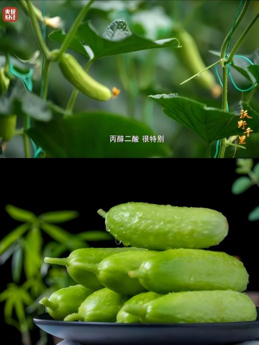 海阳乳黄瓜 （脆玉3号减脂黄瓜）火爆的低GI（低升糖）好食材 商品图1