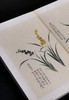 【重磅推荐】“稀见彩绘本选粹”第一部：《南方草木状图》，册页装，全一册，[晋]嵇含撰，浙江古籍出版社2025年10月一版一印，定价1280，售价880元。 商品缩略图12