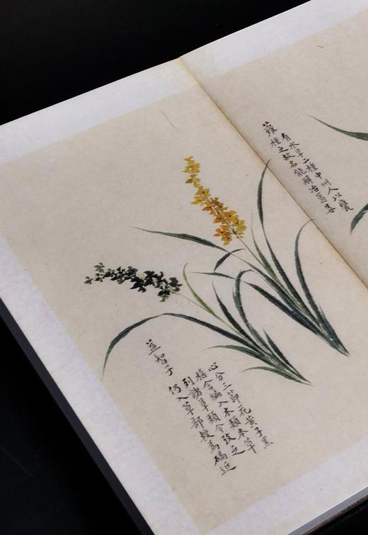 【重磅推荐】“稀见彩绘本选粹”第一部：《南方草木状图》，册页装，全一册，[晋]嵇含撰，浙江古籍出版社2025年10月一版一印，定价1280，售价880元。 商品图12