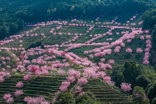 2月26日潮州古城，阴那山樱花、灵光寺3天摄影之旅 商品图2