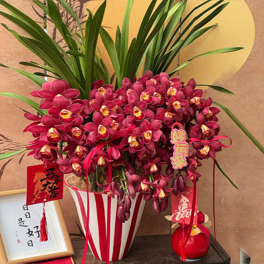大花蕙兰盆栽植物室内客厅办公室花卉兰花年宵花送礼 商品图0