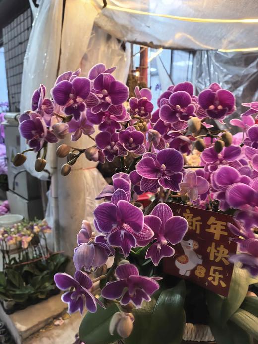 精品蝴蝶兰小盆栽红豆5支 商品图1