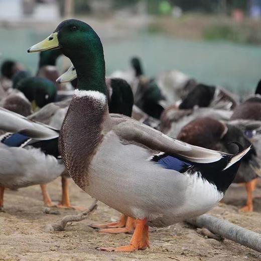 【顺丰/京东】洪湖散养绿头鸭（整鸭）| 产地：湖北洪湖，饲养12个月以上的老野鸭，久炖肉不散、紧实有嚼劲、肥而不腻，适合炖、红烧，2斤左右/只 商品图1