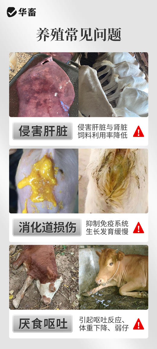 脱霉防利40斤 阻断毒素吸收修复肠道损伤 商品图2