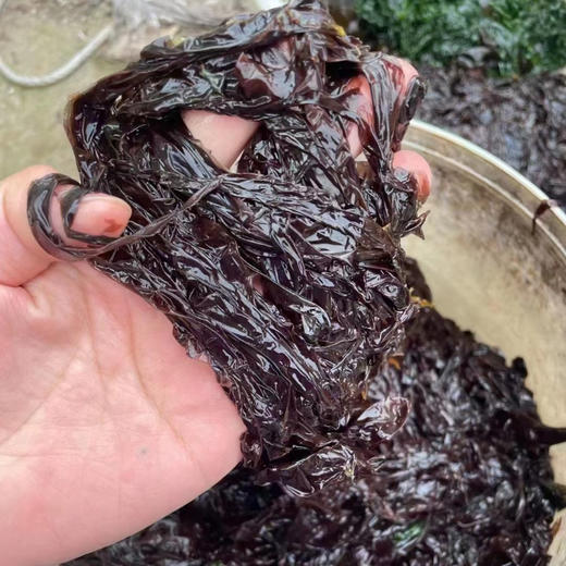 长岛野生紫菜| 长岛头茬野生紫菜，嫩、滑、鲜，冷水海鲜会更鲜，略有嚼劲，野生紫菜是生的，需要冷水泡发20分钟焯水后煲汤、凉拌，50g/袋，⭐️顺丰快递 商品图6