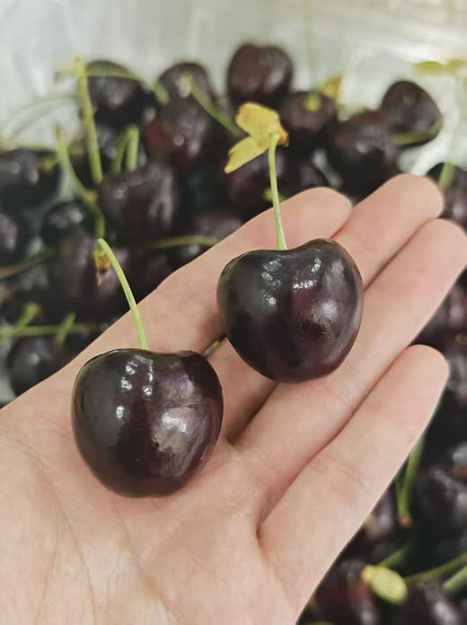 脆甜桑提娜樱桃🍒车厘子团购价 商品图1