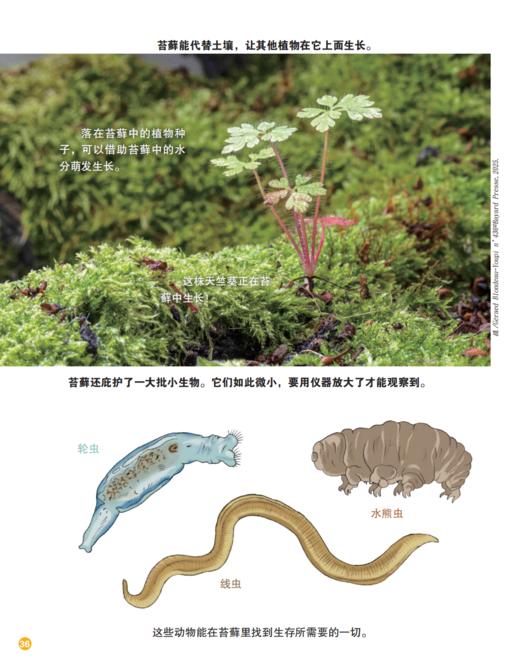 《童话王国·玩转地球》2026年12期征订（共10本）【赠随机过刊1本】 商品图10